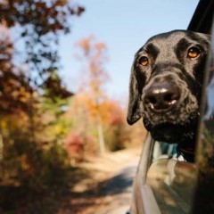 Dog on board