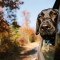 Dog on board