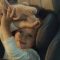 What’s new in Child Car Seats